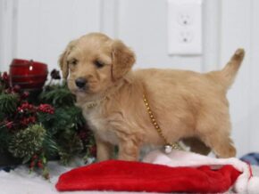 Elijah at Cumberland Kennels, LLC