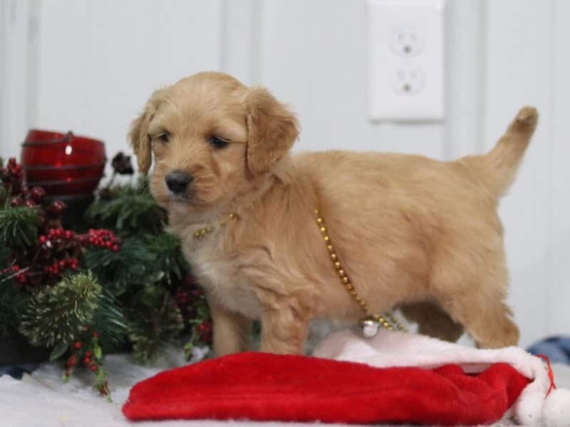 Elijah, a F1b-Goldendoodle puppy in Kentucky.