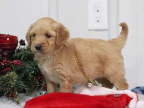 Elijah at Cumberland Kennels, LLC