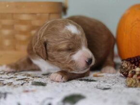 Ellie at Cumberland Kennels, LLC