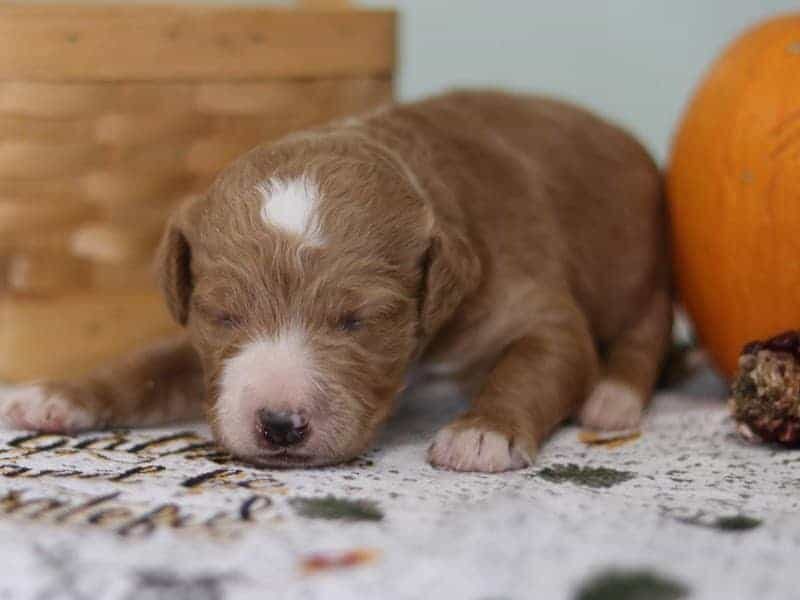 Ellie, a F1b-Goldendoodle puppy in Kentucky.