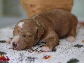 Ellie at Cumberland Kennels, LLC