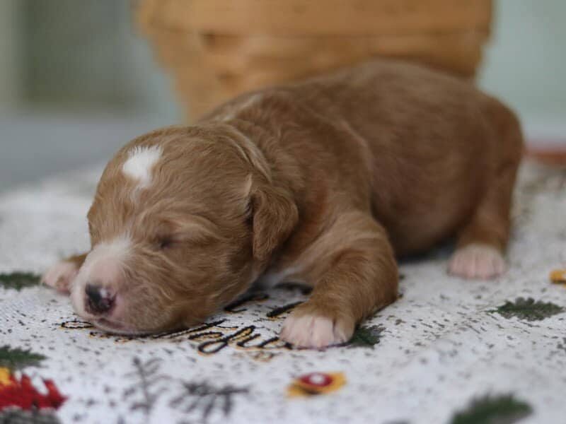 Ellie, a F1b-Goldendoodle puppy in Kentucky.