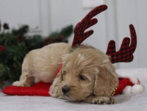 Elvis at Cumberland Kennels, LLC
