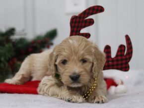 Elvis at Cumberland Kennels, LLC