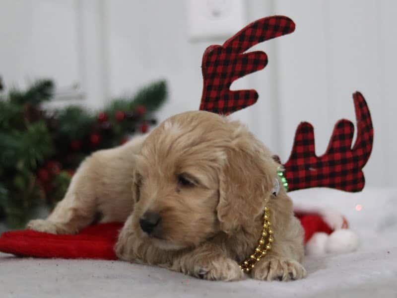 Elvis, a F1b-Goldendoodle puppy in Kentucky.