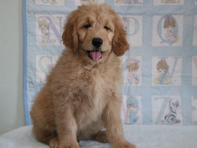 Find Your Perfect Goldendoodle For Sale In Kentucky