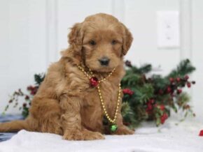 Goliath at Cumberland Kennels, LLC