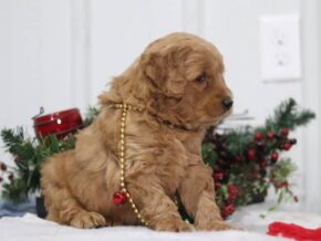 Goliath at Cumberland Kennels, LLC
