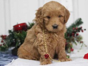 Goliath at Cumberland Kennels, LLC