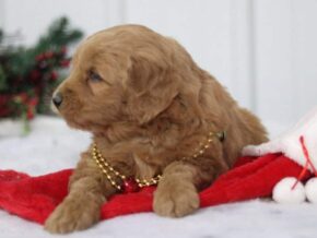 Goliath at Cumberland Kennels, LLC