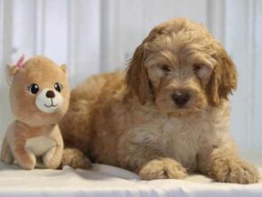 Easton at Cumberland Kennels, LLC