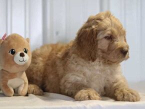 Easton at Cumberland Kennels, LLC