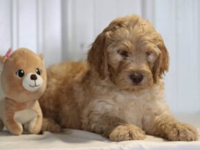 Easton at Cumberland Kennels, LLC