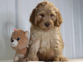 Easton at Cumberland Kennels, LLC