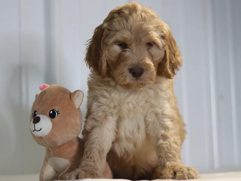 Easton, a F1b-Irishdoodle puppy in Kentucky.