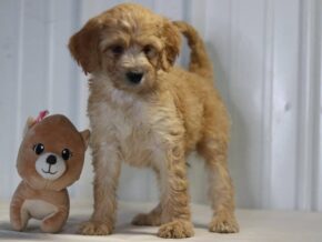 Elena at Cumberland Kennels, LLC