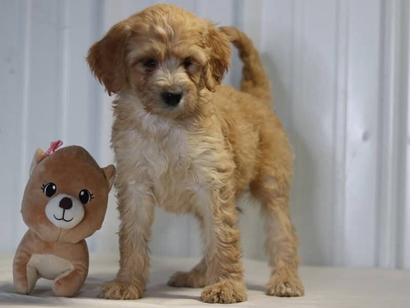 Elena, a F1b-Irishdoodle puppy in Kentucky.