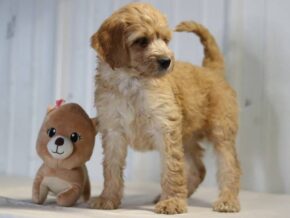 Elena at Cumberland Kennels, LLC