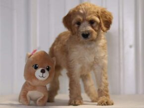 Elena at Cumberland Kennels, LLC