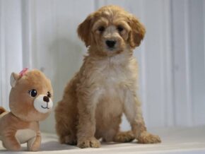 Elena at Cumberland Kennels, LLC