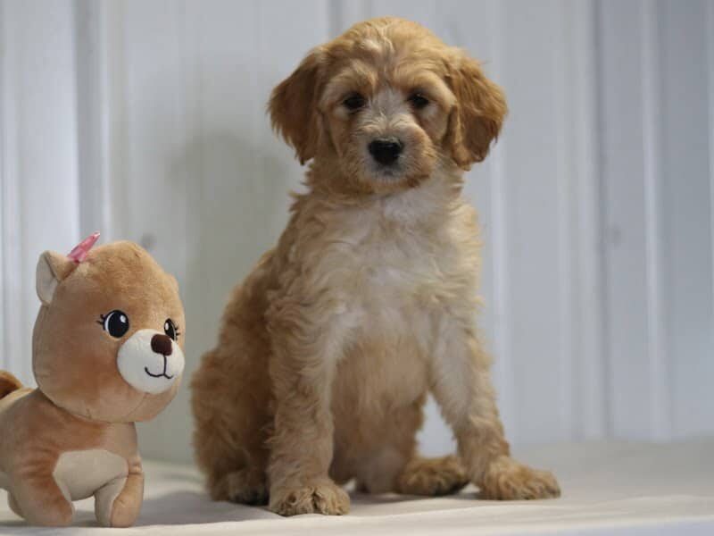 Elena, a F1b-Irishdoodle puppy in Kentucky.