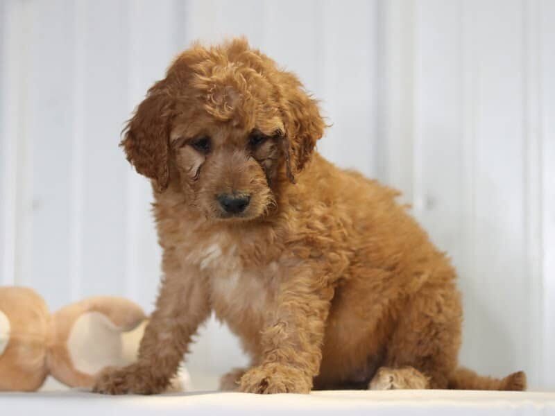 Elise, a F1b-Irishdoodle puppy in Kentucky.
