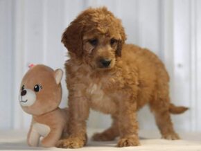Elise at Cumberland Kennels, LLC