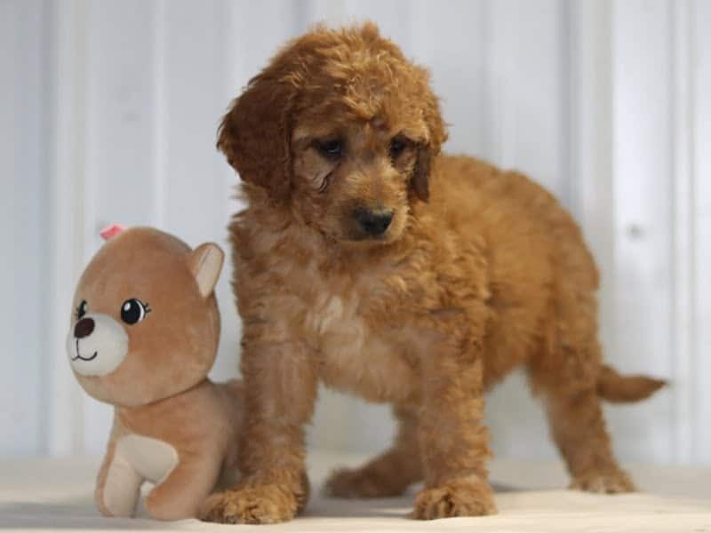 Elise, a F1b-Irishdoodle puppy in Kentucky.