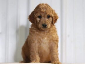 Elise at Cumberland Kennels, LLC