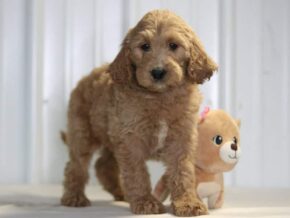 Ember at Cumberland Kennels, LLC