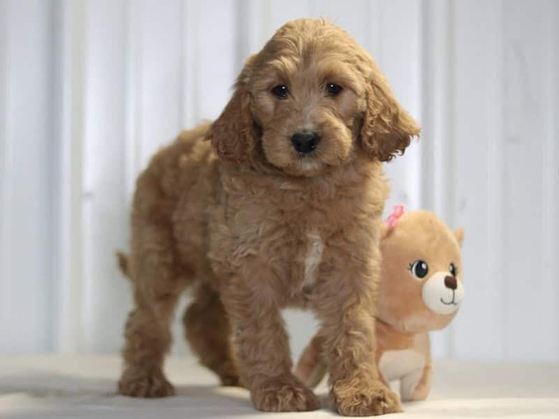 Ember, a F1b-Irishdoodle puppy in Kentucky.
