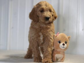 Ember at Cumberland Kennels, LLC