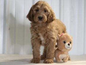 Ember at Cumberland Kennels, LLC