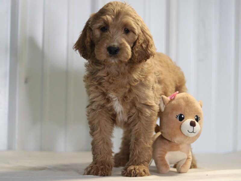Ember, a F1b-Irishdoodle puppy in Kentucky.