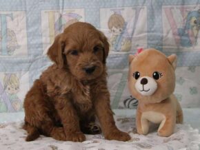 Emerson at Cumberland Kennels, LLC