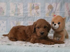 Emerson at Cumberland Kennels, LLC