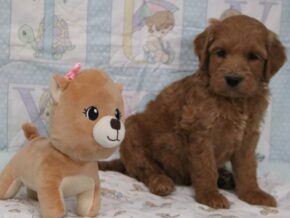 Emerson at Cumberland Kennels, LLC