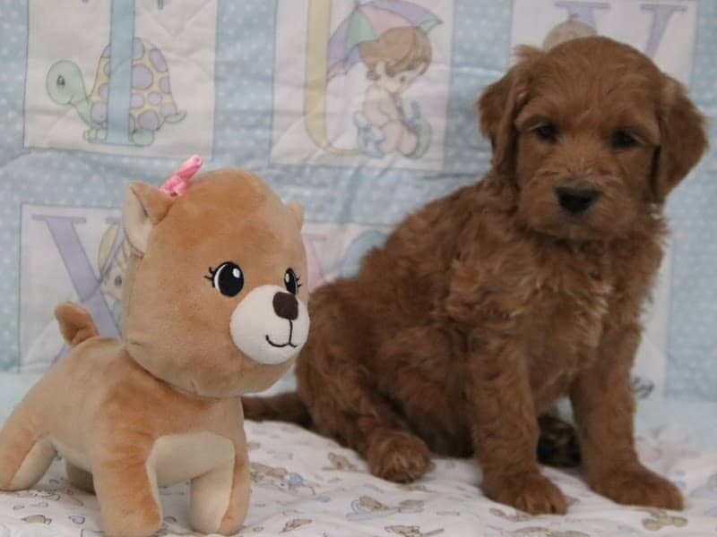 Emerson, a F1b-Irishdoodle puppy in Kentucky.