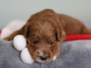 Emilia at Cumberland Kennels, LLC