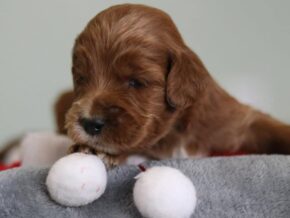 Emilia at Cumberland Kennels, LLC