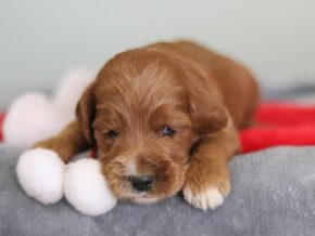 Emilia at Cumberland Kennels, LLC