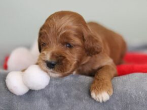 Emilia at Cumberland Kennels, LLC