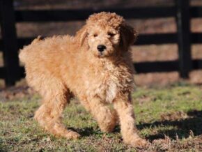 Emory at Cumberland Kennels, LLC