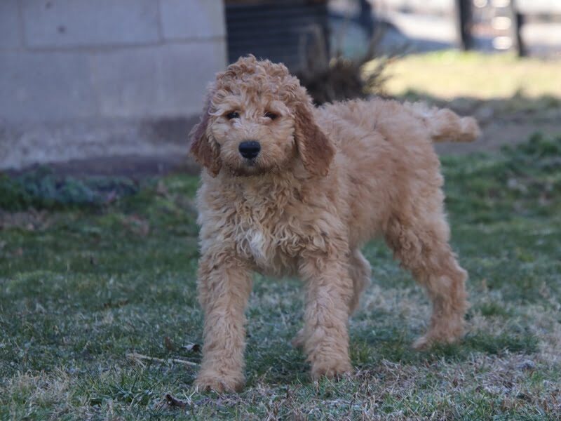 Emory, a F1b-Irishdoodle puppy in Kentucky.