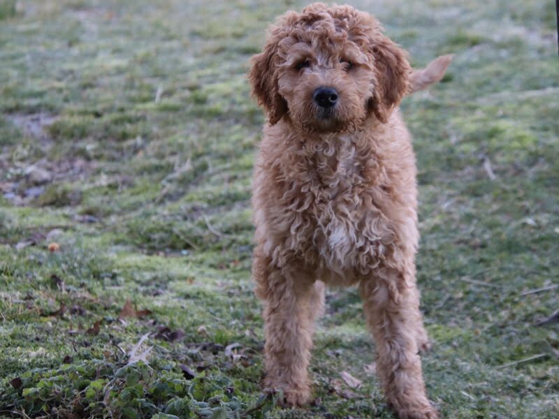 Emory, a F1b-Irishdoodle puppy in Kentucky.