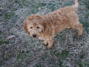 Emory at Cumberland Kennels, LLC