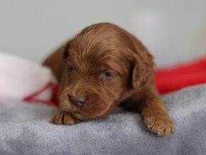 Enzo at Cumberland Kennels, LLC