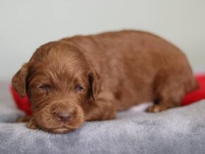 Enzo at Cumberland Kennels, LLC