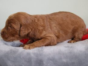 Enzo at Cumberland Kennels, LLC